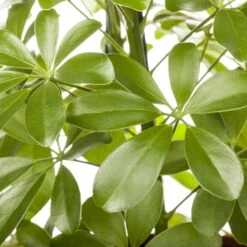 Schefflera Arboricola 'Nora', Topf-Ø 21 Cm, Höhe Ca. 55 Cm 9 Schefflera Arboricola 'Nora', Topf-Ø 21 Cm, Höhe Ca. 55 Cm -LECHUZA || Elho Verkaufsgeschäft 0220106951 Schefflera arbor Nora