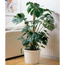New Arrival -LECHUZA || Elho Verkaufsgeschäft 0220107421 Monstera deliciosa moosstab