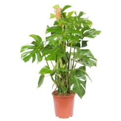 Monstera Deliciosa, Topf-Ø 27 Cm, Höhe Ca. 120 Cm 10 Monstera Deliciosa, Topf-Ø 27 Cm, Höhe Ca. 120 Cm -LECHUZA || Elho Verkaufsgeschäft 0220107421 Monstera deliciosa moosstab 27cm T H120cm