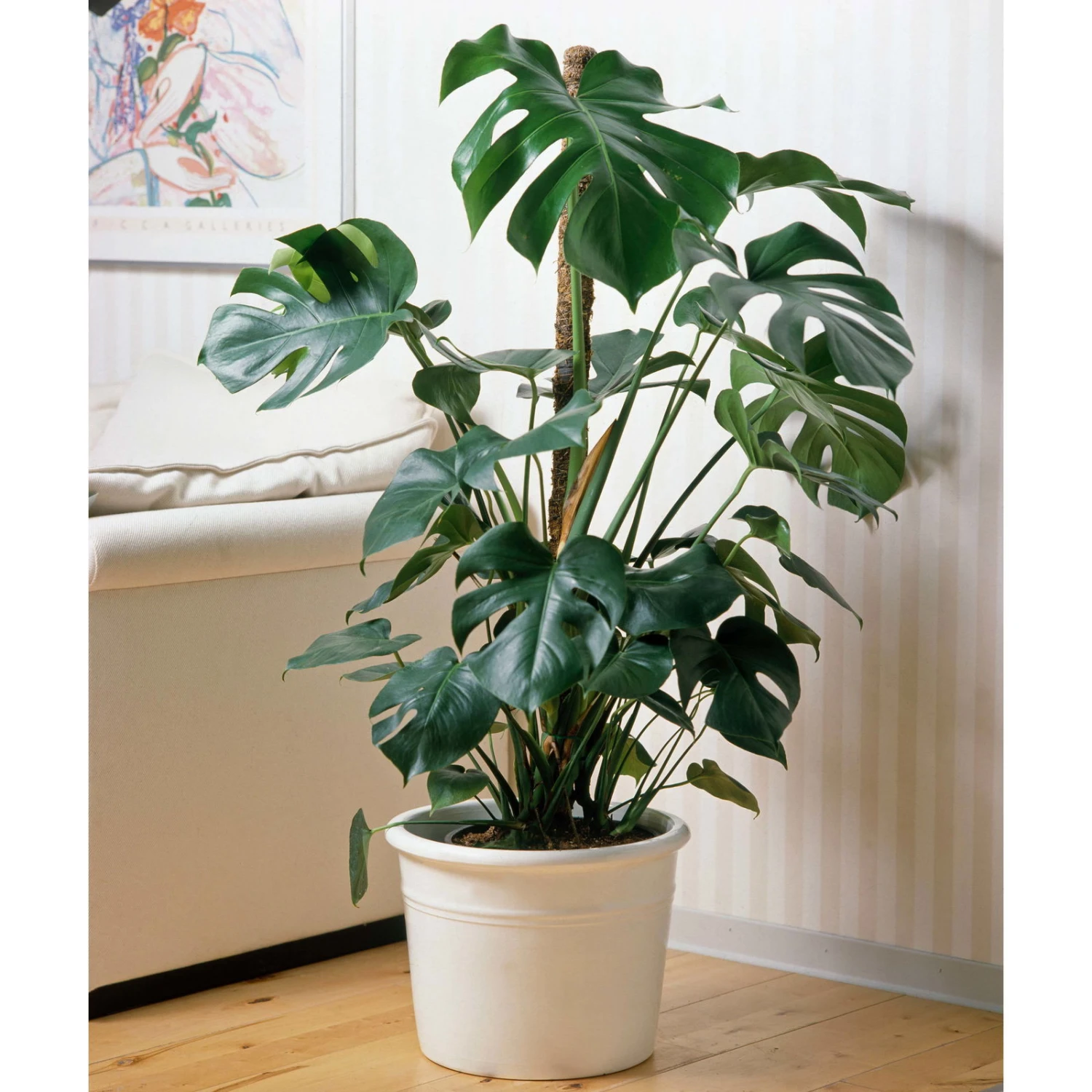 Monstera Deliciosa, Topf-Ø 27 Cm, Höhe Ca. 120 Cm 4 Monstera Deliciosa, Topf-Ø 27 Cm, Höhe Ca. 120 Cm – Bild 2
