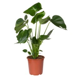 Monstera Deliciosa, Topf-Ø 21 Cm, Höhe Ca. 50-70 Cm 11 Monstera Deliciosa, Topf-Ø 21 Cm, Höhe Ca. 50-70 Cm -LECHUZA || Elho Verkaufsgeschäft 0220107660 Monstera Busch 2