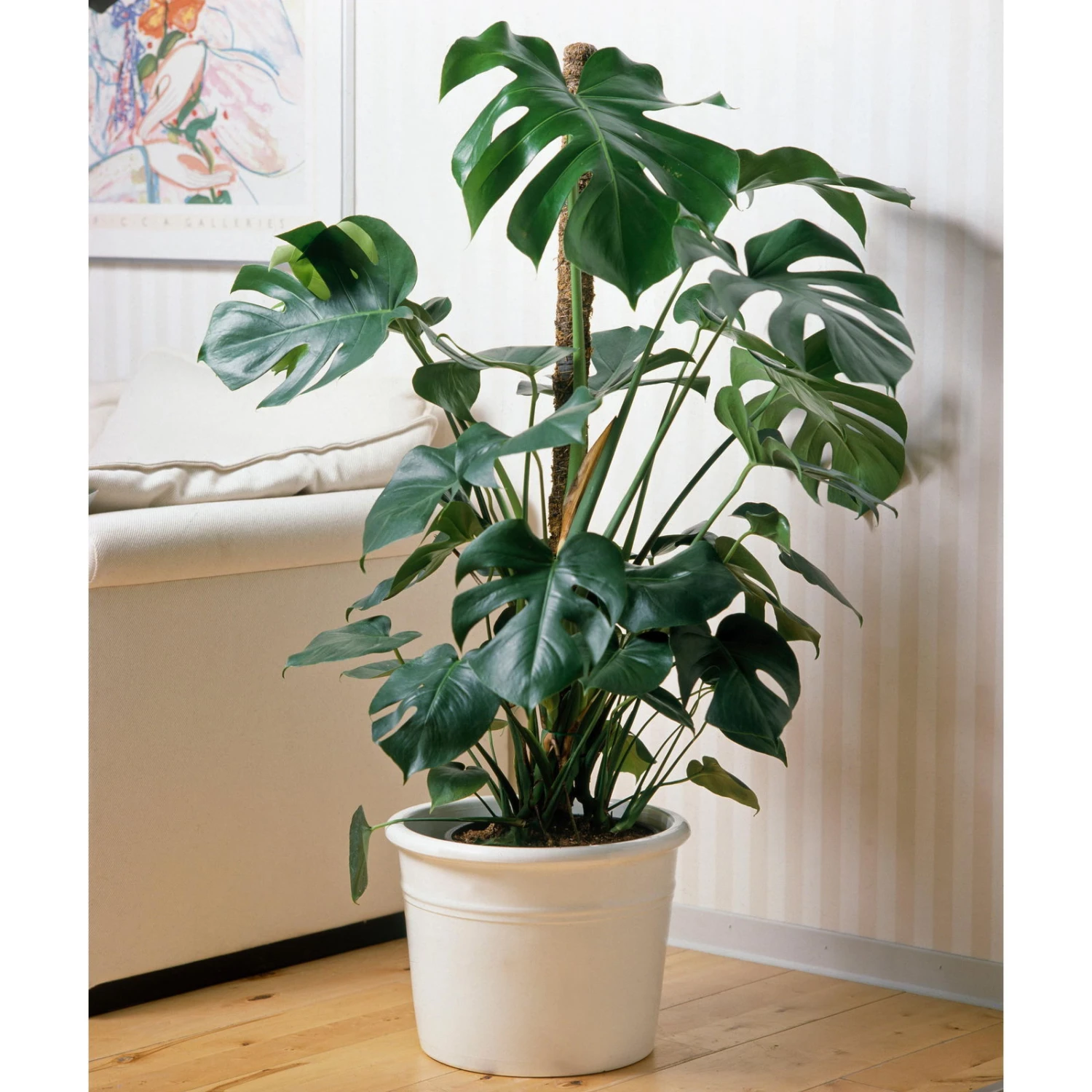 Monstera Deliciosa, Topf-Ø 21 Cm, Höhe Ca. 50-70 Cm 5 Monstera Deliciosa, Topf-Ø 21 Cm, Höhe Ca. 50-70 Cm – Bild 3