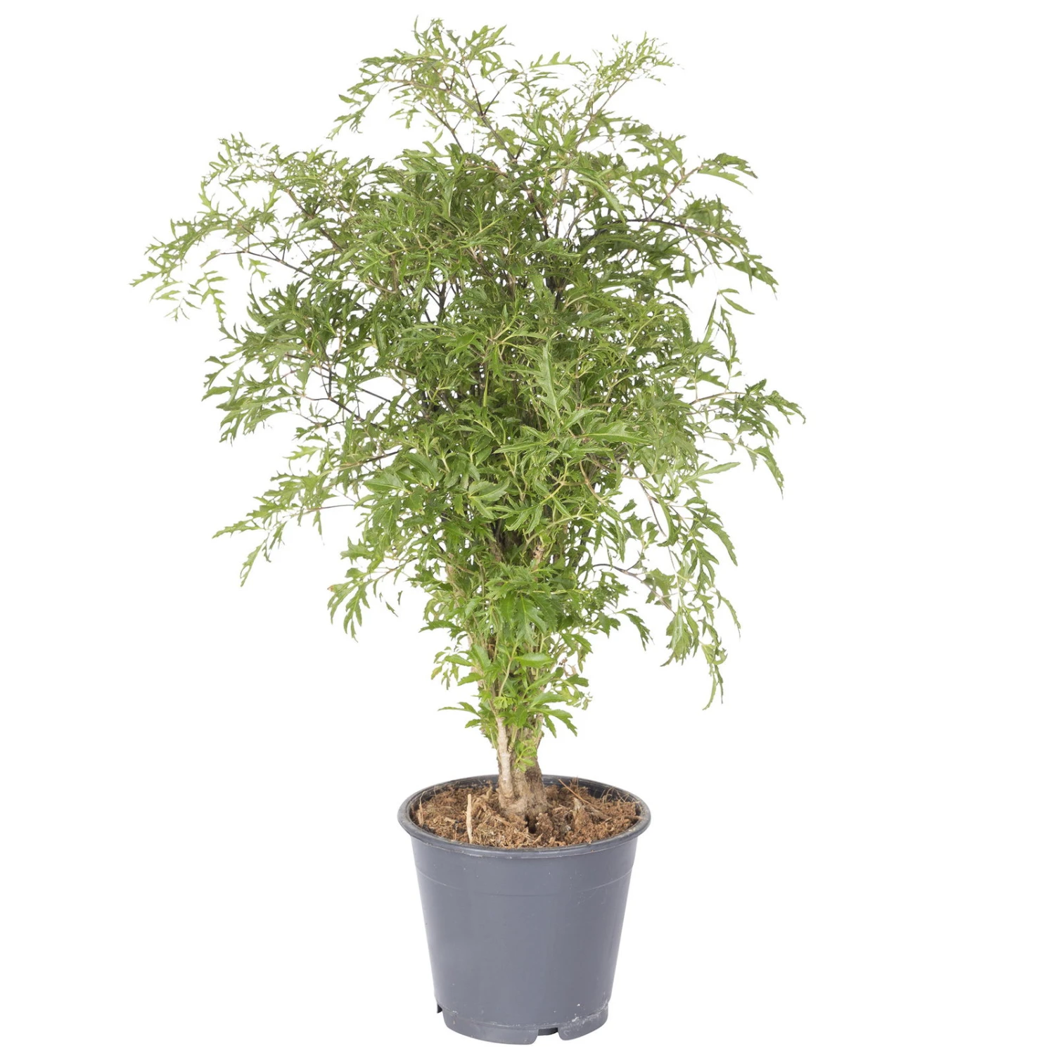 Polyscias Fruticosa 'Hawaiian Ming', Topf-Ø 17 Cm, Höhe Ca. 70 Cm 4 Polyscias Fruticosa 'Hawaiian Ming', Topf-Ø 17 Cm, Höhe Ca. 70 Cm – Bild 2