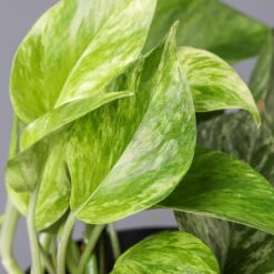 Efeutute 'Marble Queen' Inkl. Topf Dallas Weiß, Topf-Ø 12 Cm, Höhe Ca. 15 Cm -LECHUZA || Elho Verkaufsgeschäft 0220108257 Epipr Marble Queen Topf Dallas weiss 43