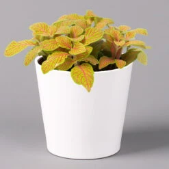 Fittonia 'Skeleton' Inkl. Keramiktopf Dallas Weiß, Topf-Ø 12 Cm, 2er-Set -LECHUZA || Elho Verkaufsgeschäft 0220108258 Fittonia Skeleton Topf Dallas weiss 1 1