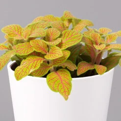 Fittonia 'Skeleton' Inkl. Keramiktopf Dallas Weiß, Topf-Ø 12 Cm, 2er-Set -LECHUZA || Elho Verkaufsgeschäft 0220108258 Fittonia Skeleton Topf Dallas weiss 2 1