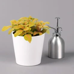 Fittonia 'Skeleton' Inkl. Keramiktopf Dallas Weiß, Topf-Ø 12 Cm, 3er-Set -LECHUZA || Elho Verkaufsgeschäft 0220108258 Fittonia Skeleton Topf Dallas weiss 3