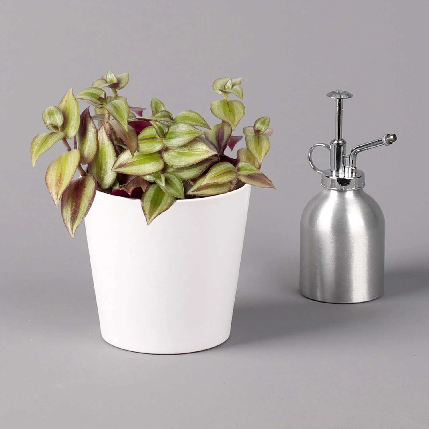 Dreimasterblume In Keramiktopf Weiß, Nach Verfügbarkeit, Topf-Ø 12 Cm, 3er-Set 6 Dreimasterblume In Keramiktopf Weiß, Nach Verfügbarkeit, Topf-Ø 12 Cm, 3er-Set – Bild 4