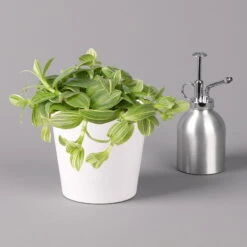 Dreimasterblume In Keramiktopf Weiß, Nach Verfügbarkeit, Topf-Ø 12 Cm, 3er-Set 16 Dreimasterblume In Keramiktopf Weiß, Nach Verfügbarkeit, Topf-Ø 12 Cm, 3er-Set -LECHUZA || Elho Verkaufsgeschäft 0220108389 0220108391 Tradescantia Mix in uebertopf Dallas weiss 12cmT 2 123815