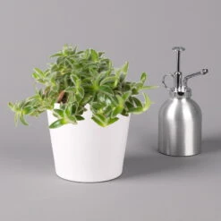 Dreimasterblume In Keramiktopf Weiß, Nach Verfügbarkeit, Topf-Ø 12 Cm, 3er-Set 14 Dreimasterblume In Keramiktopf Weiß, Nach Verfügbarkeit, Topf-Ø 12 Cm, 3er-Set -LECHUZA || Elho Verkaufsgeschäft 0220108389 0220108391 Tradescantia Mix in uebertopf Dallas weiss 12cmT 123817