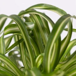 Titelseite 16 Titelseite -LECHUZA || Elho Verkaufsgeschäft 0220108408 Chloroph Bonnie in Uebertopf Bergamo grau 4 1