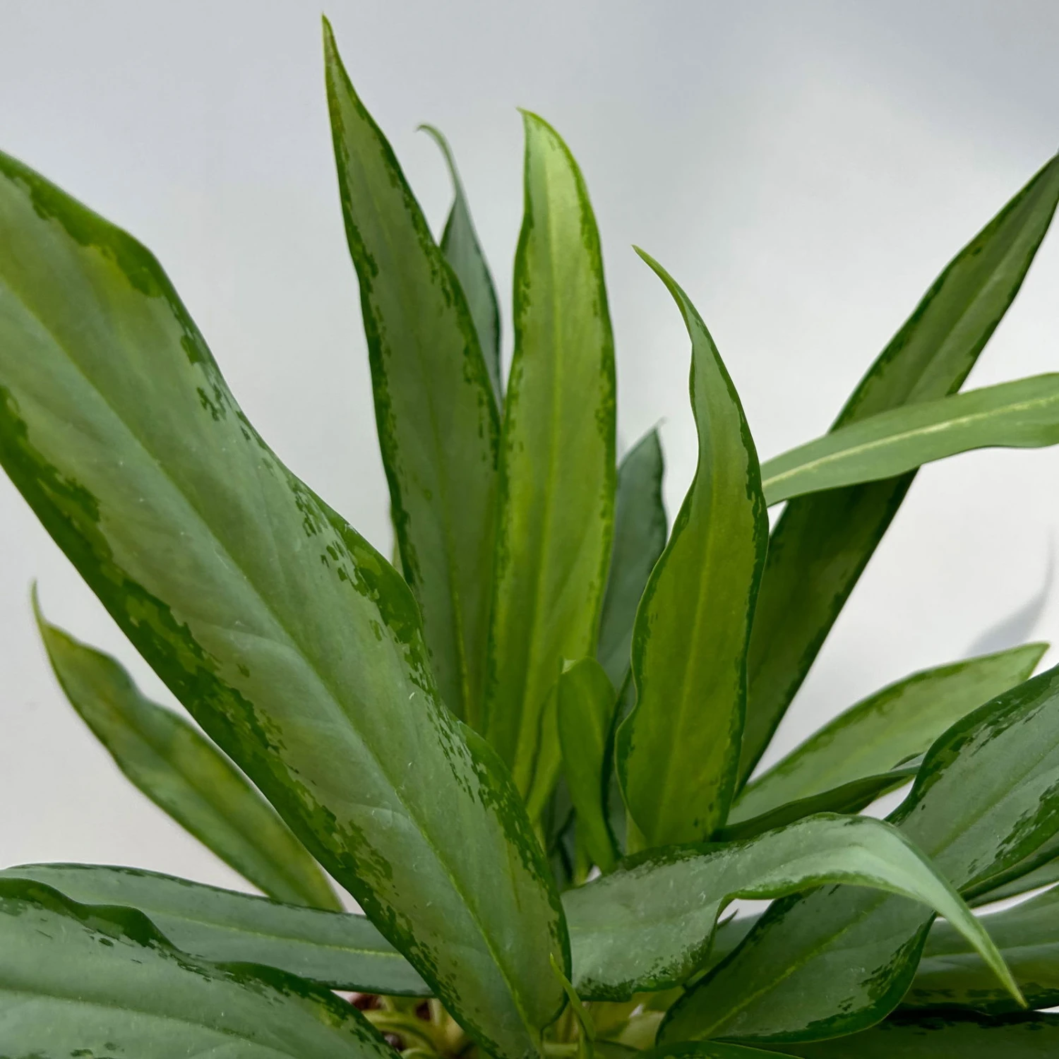 Aglaonema 'White Lance', Topf-Ø 17 Cm, Höhe Ca. 40 Cm 6 Aglaonema 'White Lance', Topf-Ø 17 Cm, Höhe Ca. 40 Cm – Bild 4