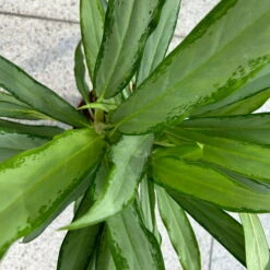 Aglaonema 'White Lance', Topf-Ø 17 Cm, Höhe Ca. 40 Cm 16 Aglaonema 'White Lance', Topf-Ø 17 Cm, Höhe Ca. 40 Cm -LECHUZA || Elho Verkaufsgeschäft 0220108544 Aglaonema White Lance 17cmT H40cm 4 125652