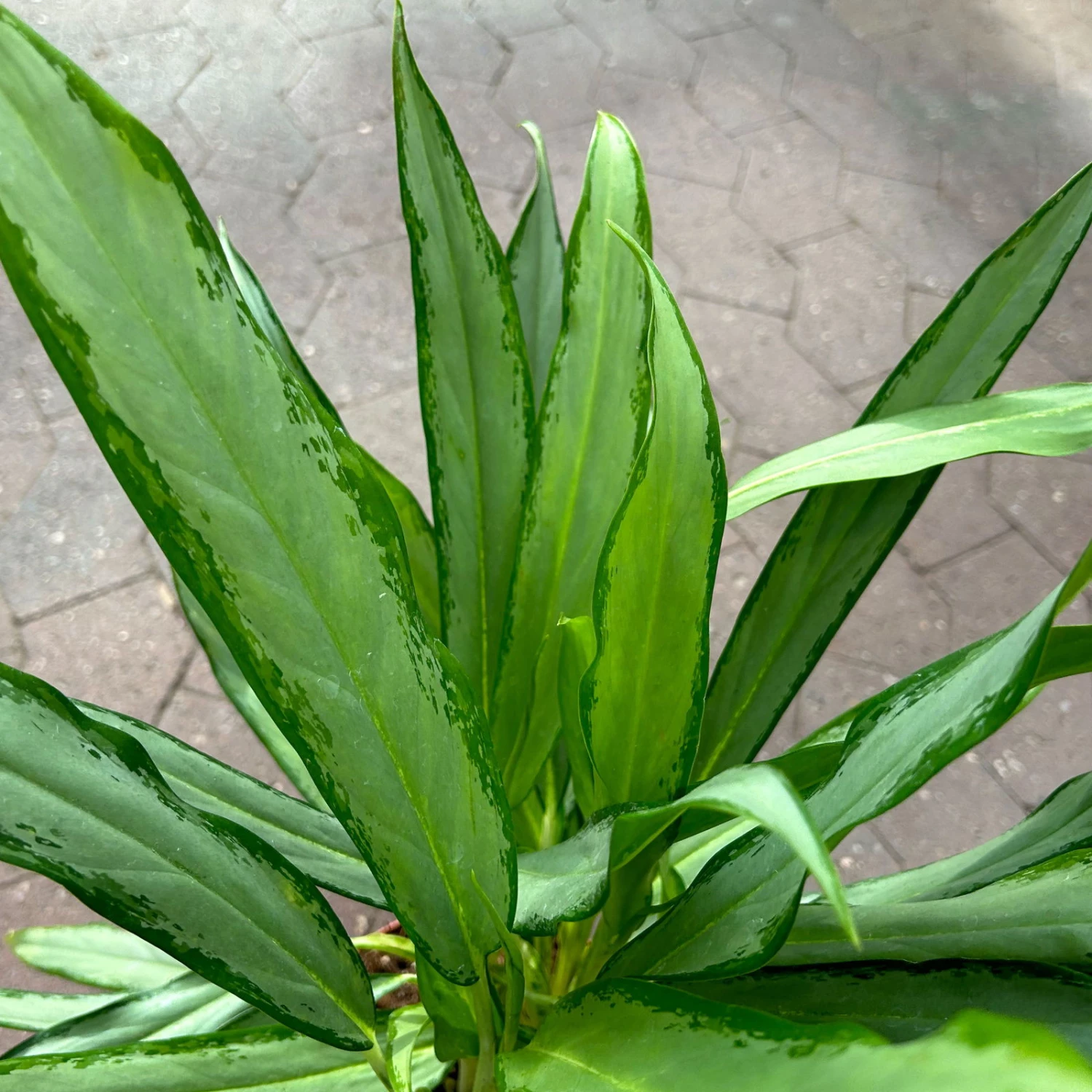Aglaonema 'White Lance', Topf-Ø 17 Cm, Höhe Ca. 40 Cm 7 Aglaonema 'White Lance', Topf-Ø 17 Cm, Höhe Ca. 40 Cm – Bild 5