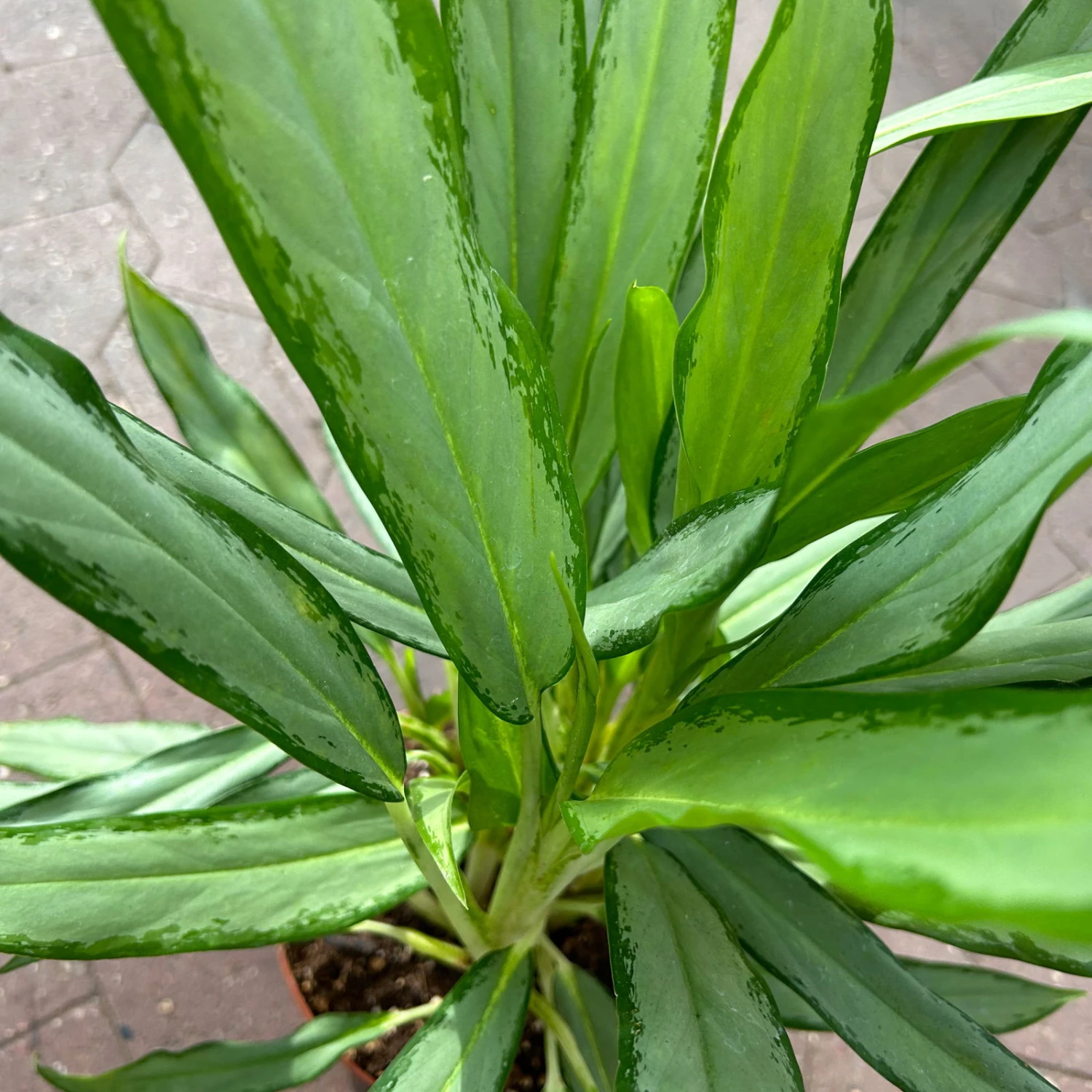 Aglaonema 'White Lance', Topf-Ø 17 Cm, Höhe Ca. 40 Cm 5 Aglaonema 'White Lance', Topf-Ø 17 Cm, Höhe Ca. 40 Cm – Bild 3