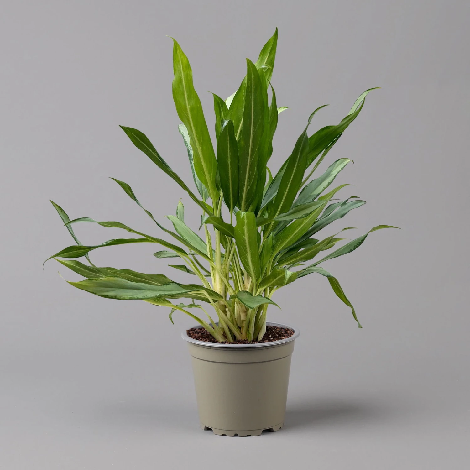 Aglaonema 'White Lance', Topf-Ø 17 Cm, Höhe Ca. 40 Cm 9 Aglaonema 'White Lance', Topf-Ø 17 Cm, Höhe Ca. 40 Cm – Bild 7