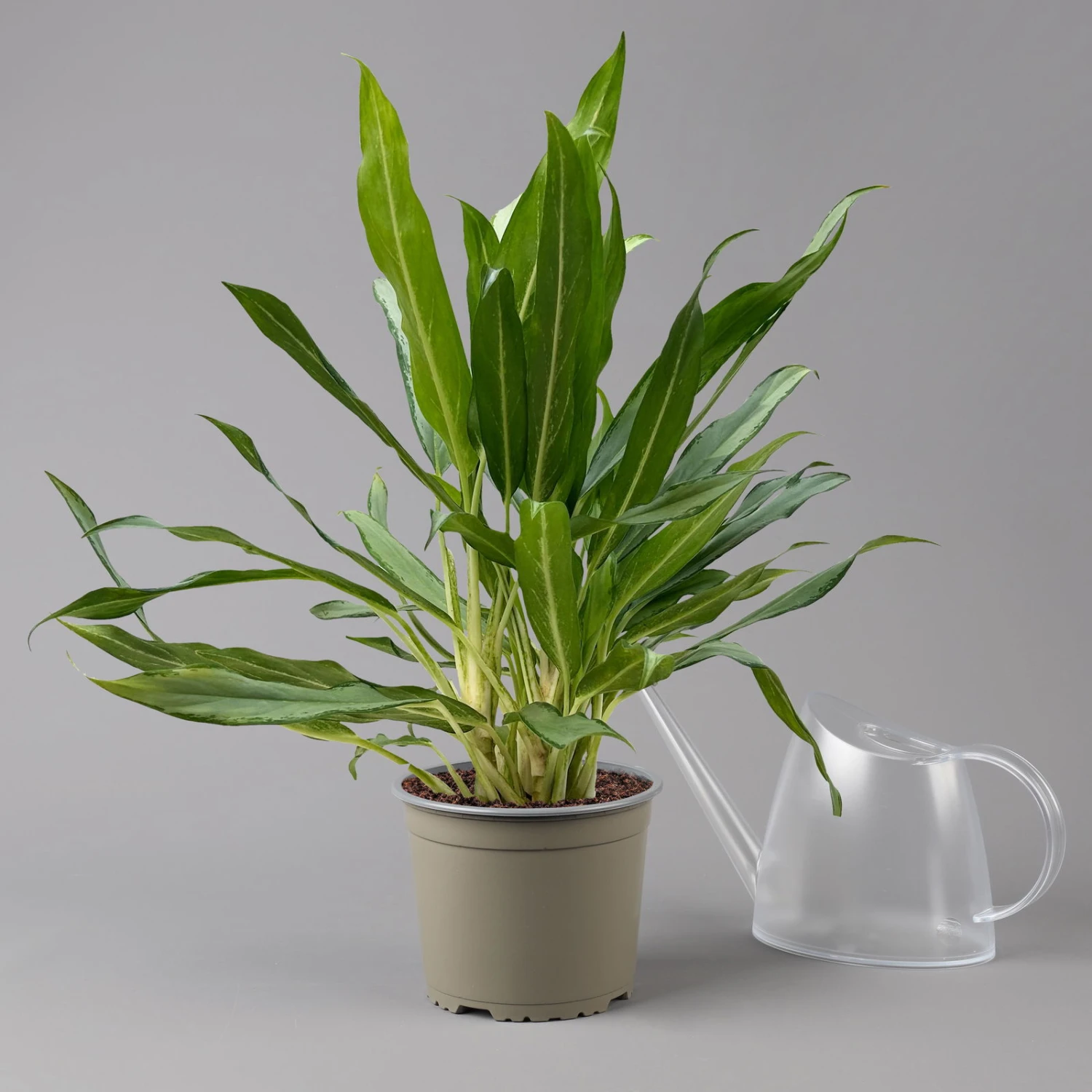 Aglaonema 'White Lance', Topf-Ø 17 Cm, Höhe Ca. 40 Cm 3 Aglaonema 'White Lance', Topf-Ø 17 Cm, Höhe Ca. 40 Cm