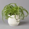 Grünlilie 'Bonnie' Mit Übertopf Vibes Weiß, Topf-Ø 12 Cm, Höhe Ca. 25 Cm 2 Grünlilie 'Bonnie' Mit Übertopf Vibes Weiß, Topf-Ø 12 Cm, Höhe Ca. 25 Cm -LECHUZA || Elho Verkaufsgeschäft 0220108563 Chlorophytum Bonnie in uebertopf weiss 12cmT H28cm Elho Vibes 124819