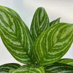 Aglaonema 'Stripes', Topf-Ø 12 Cm Mit Übertopf Dallas Weiß -LECHUZA || Elho Verkaufsgeschäft 0220108574 T12 0220108592 Aglaonema Stripes T12 Dallas weiss 14cm 1 125655