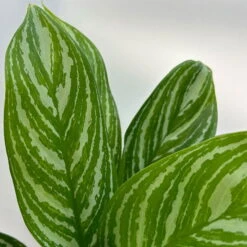 Aglaonema 'Stripes', Topf-Ø 12 Cm Mit Übertopf Dallas Weiß -LECHUZA || Elho Verkaufsgeschäft 0220108574 T12 0220108592 Aglaonema Stripes T12 Dallas weiss 14cm 2 125654