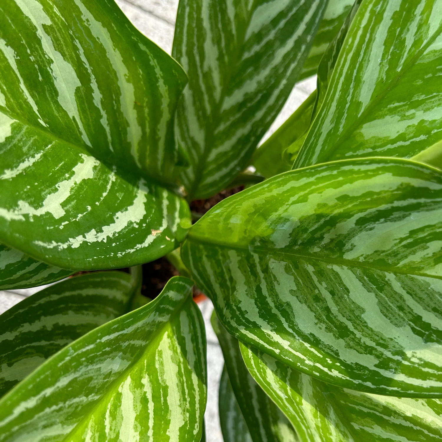 Aglaonema 'Stripes', Topf-Ø 17 Cm, Höhe Ca. 50 Cm 8 Aglaonema 'Stripes', Topf-Ø 17 Cm, Höhe Ca. 50 Cm – Bild 6