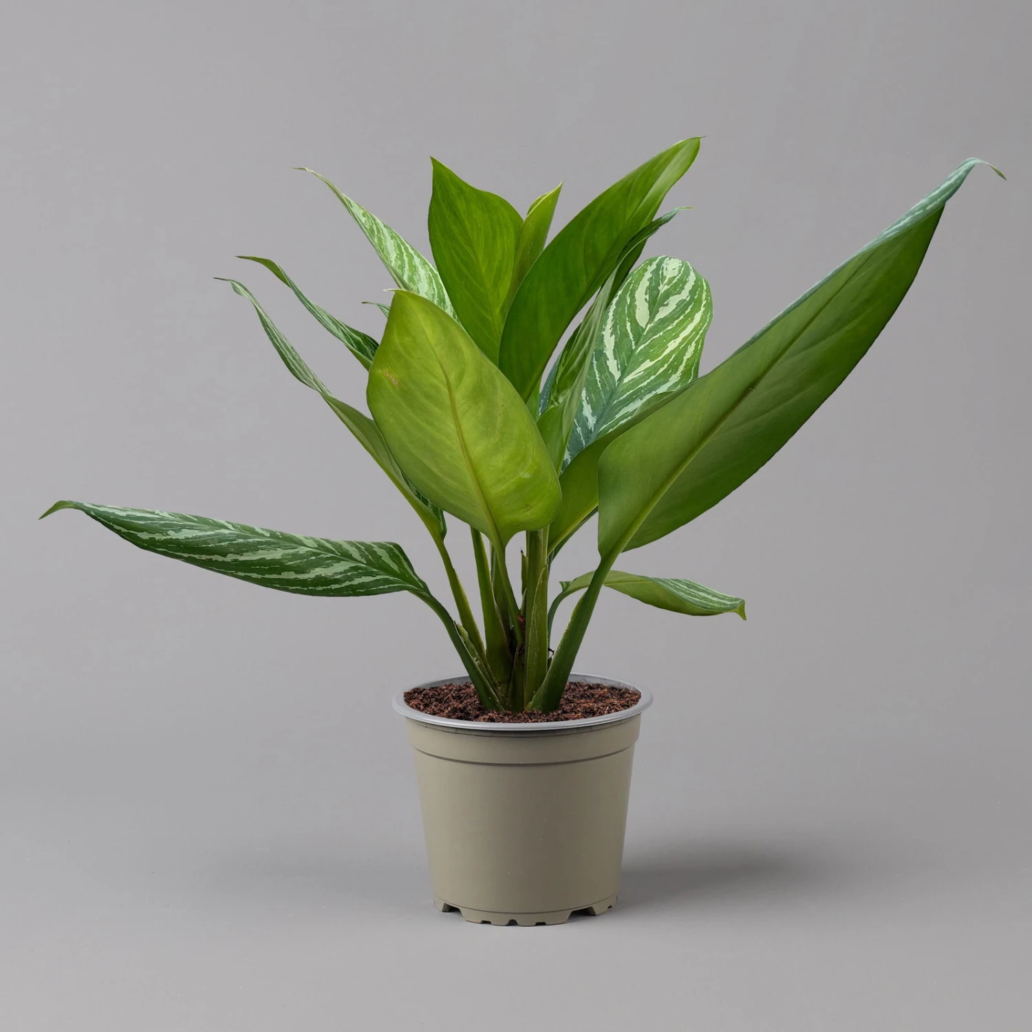 Aglaonema 'Stripes', Topf-Ø 17 Cm, Höhe Ca. 50 Cm 9 Aglaonema 'Stripes', Topf-Ø 17 Cm, Höhe Ca. 50 Cm – Bild 7