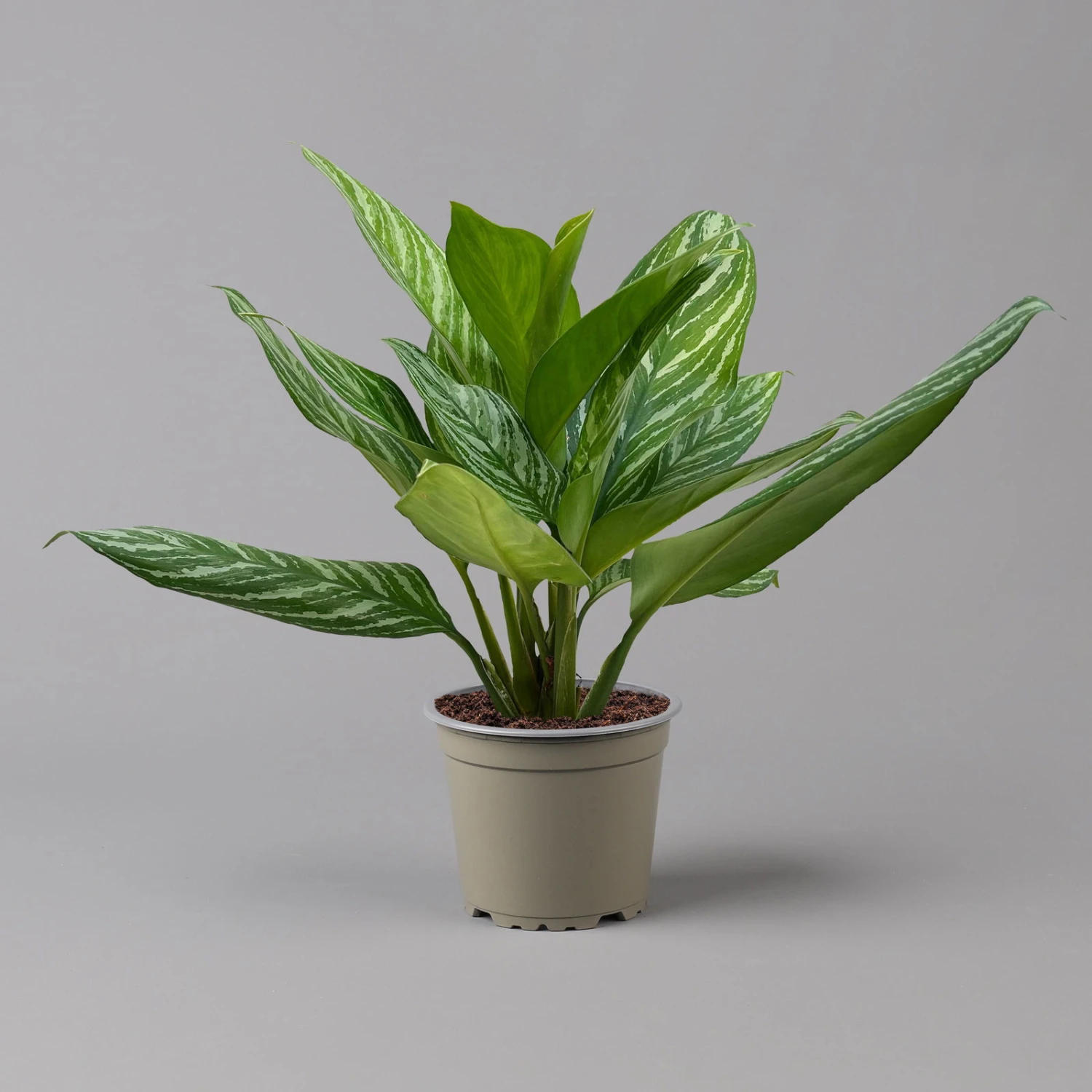 Aglaonema 'Stripes', Topf-Ø 17 Cm, Höhe Ca. 50 Cm 10 Aglaonema 'Stripes', Topf-Ø 17 Cm, Höhe Ca. 50 Cm – Bild 8
