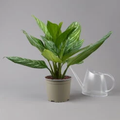 Aglaonema 'Stripes', Topf-Ø 17 Cm, Höhe Ca. 50 Cm 21 Aglaonema 'Stripes', Topf-Ø 17 Cm, Höhe Ca. 50 Cm -LECHUZA || Elho Verkaufsgeschäft 0220108575 Aglaonema Stripes 17cmT H50cm t 126182