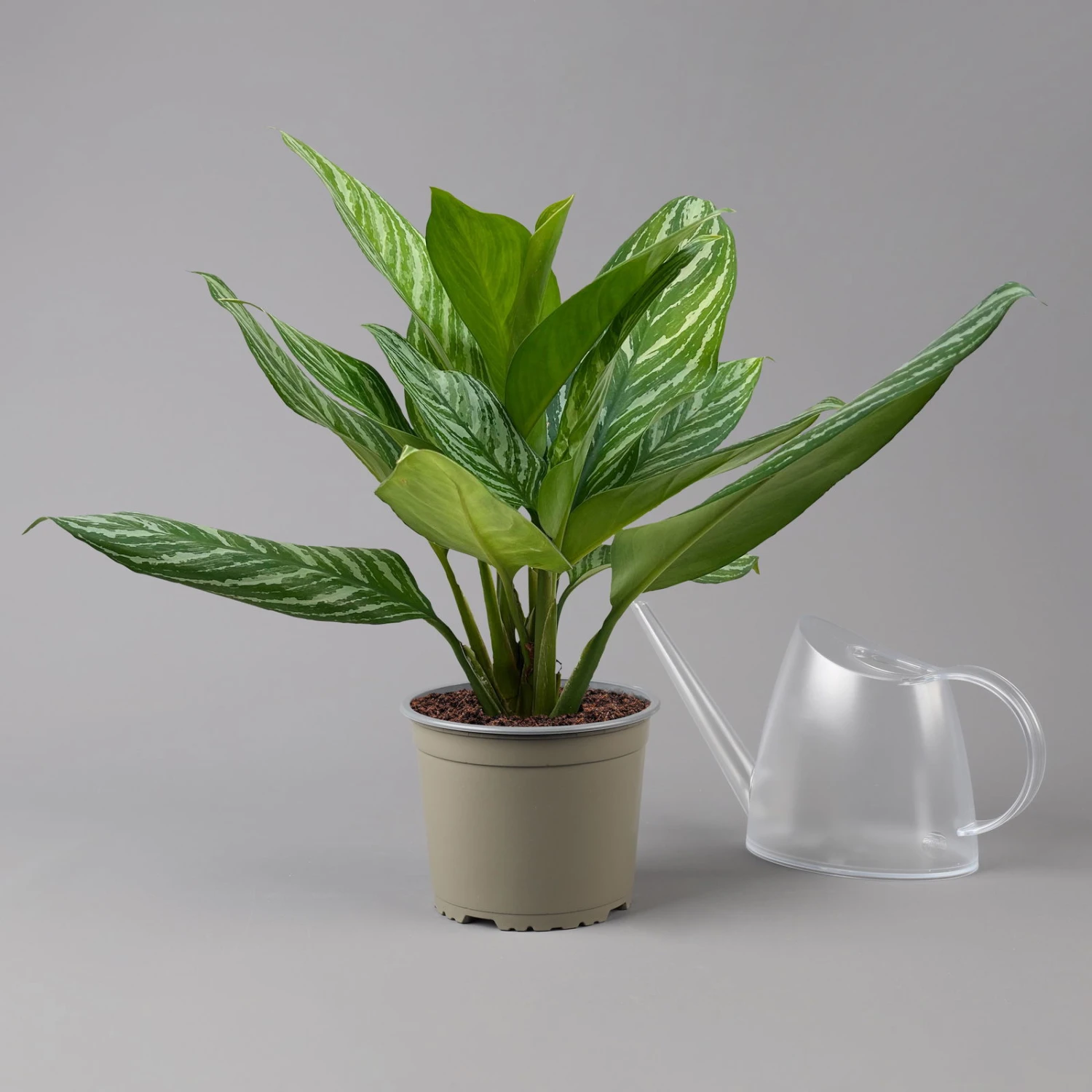 Aglaonema 'Stripes', Topf-Ø 17 Cm, Höhe Ca. 50 Cm 11 Aglaonema 'Stripes', Topf-Ø 17 Cm, Höhe Ca. 50 Cm – Bild 9