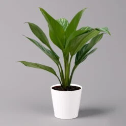 Aglaonema 'Stripes', Topf-Ø 12 Cm Mit Übertopf Dallas Weiß -LECHUZA || Elho Verkaufsgeschäft 0220108592 Aglaonema Stripes T12 Dallas weiss 14cm f 126186