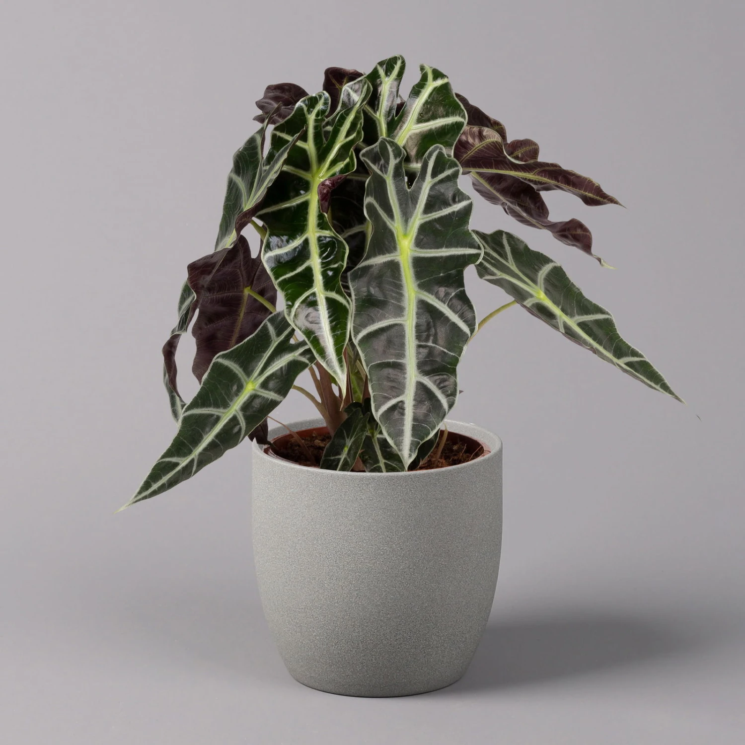 Alocasia 'Polly', Topf-Ø 17 Cm, Höhe Ca. 45 Cm 7 Alocasia 'Polly', Topf-Ø 17 Cm, Höhe Ca. 45 Cm – Bild 5