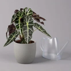 Alocasia 'Polly', Topf-Ø 17 Cm, Höhe Ca. 45 Cm