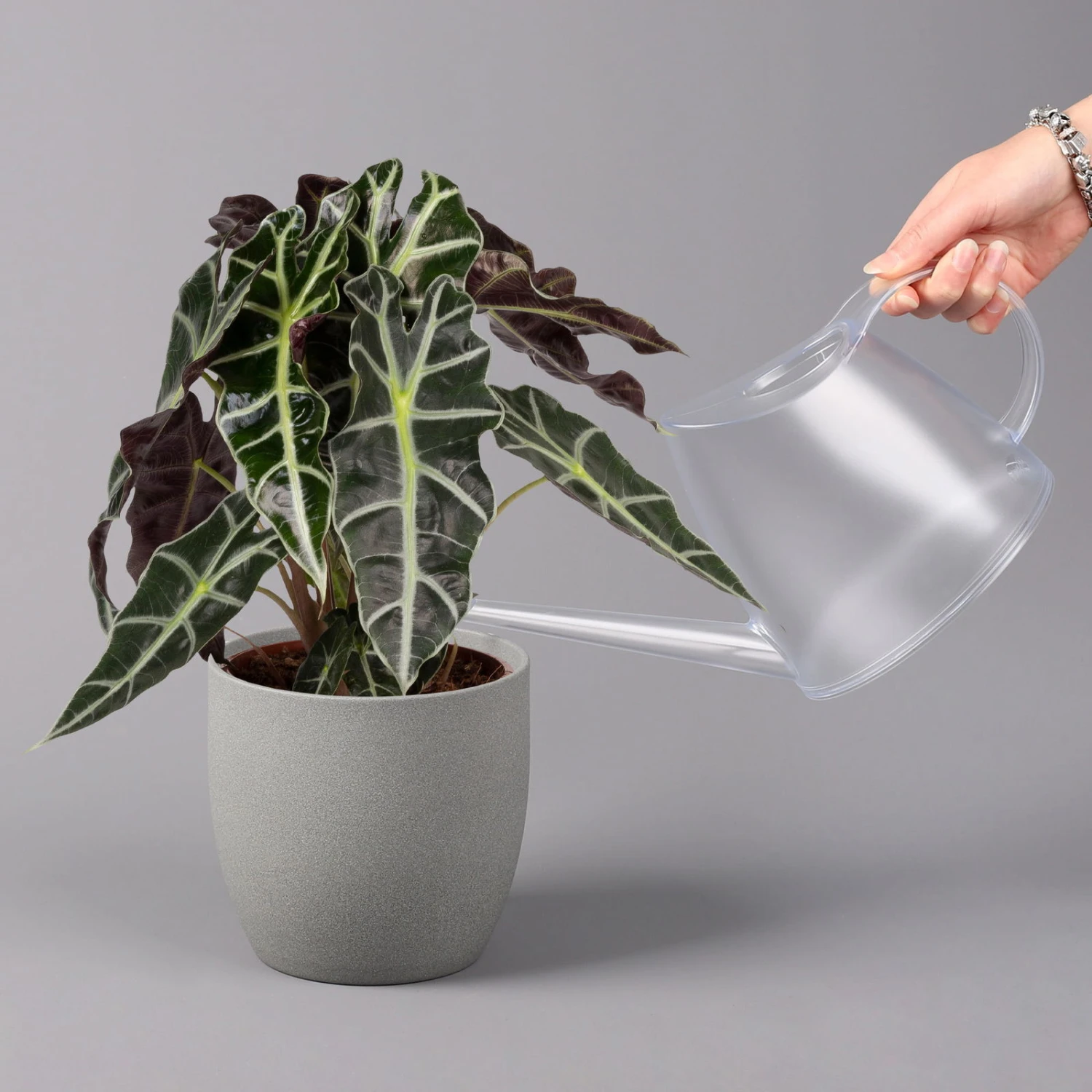 Alocasia 'Polly', Topf-Ø 17 Cm, Höhe Ca. 45 Cm 6 Alocasia 'Polly', Topf-Ø 17 Cm, Höhe Ca. 45 Cm – Bild 4