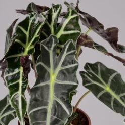 Alocasia 'Polly', Topf-Ø 17 Cm, Höhe Ca. 45 Cm 11 Alocasia 'Polly', Topf-Ø 17 Cm, Höhe Ca. 45 Cm -LECHUZA || Elho Verkaufsgeschäft 0220110100 Alocasia Polly 2