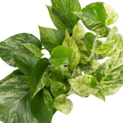 Grünpflanzen Trend-Mix Für Halbschattig/schattige Standorte, Topf 12 Cm Ø 22 Grünpflanzen Trend-Mix Für Halbschattig/schattige Standorte, Topf 12 Cm Ø -LECHUZA || Elho Verkaufsgeschäft 0220150063