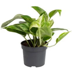 Grünpflanzen Trend-Mix Für Halbschattig/schattige Standorte, Topf 12 Cm Ø 20 Grünpflanzen Trend-Mix Für Halbschattig/schattige Standorte, Topf 12 Cm Ø -LECHUZA || Elho Verkaufsgeschäft 0220150063 1