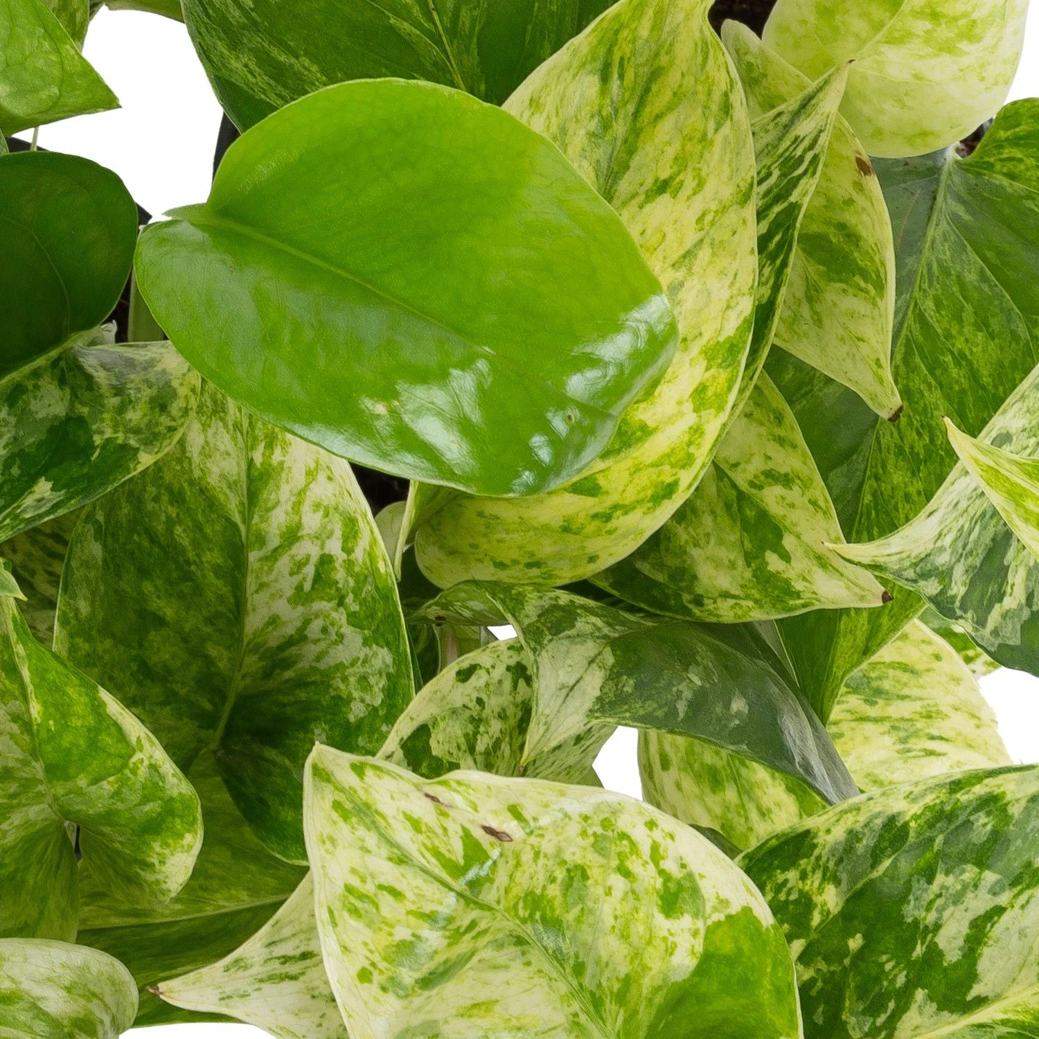 Grünpflanzen Trend-Mix Für Halbschattig/schattige Standorte, Topf 12 Cm Ø 9 Grünpflanzen Trend-Mix Für Halbschattig/schattige Standorte, Topf 12 Cm Ø – Bild 7