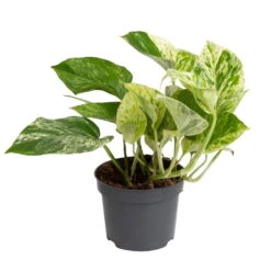 Grünpflanzen Trend-Mix Für Halbschattig/schattige Standorte, Topf 12 Cm Ø 19 Grünpflanzen Trend-Mix Für Halbschattig/schattige Standorte, Topf 12 Cm Ø -LECHUZA || Elho Verkaufsgeschäft 0220150063 2