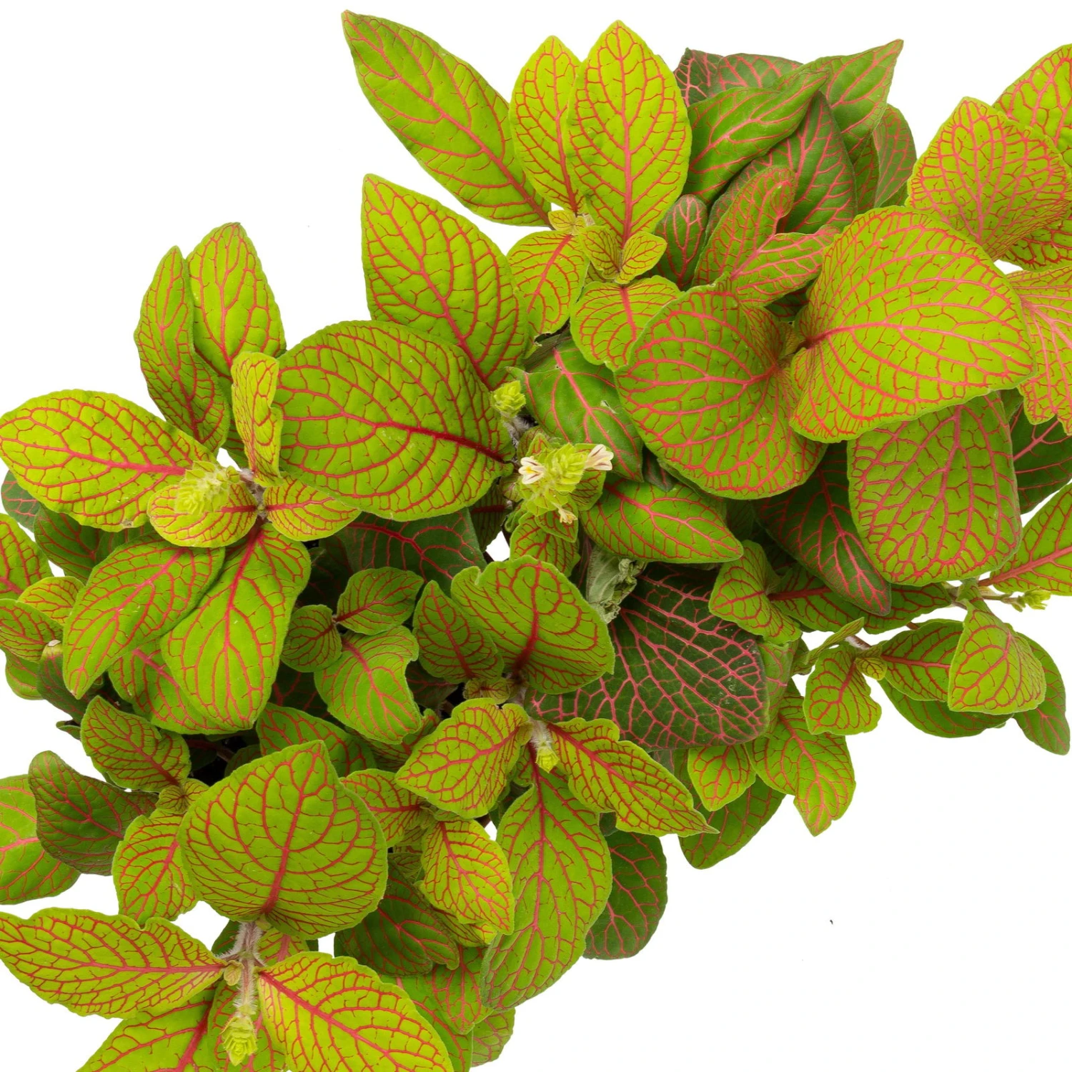 Grünpflanzen Trend-Mix Für Sonnig/halbschattige Standorte, Topf 12 Cm Ø 15 Grünpflanzen Trend-Mix Für Sonnig/halbschattige Standorte, Topf 12 Cm Ø – Bild 13