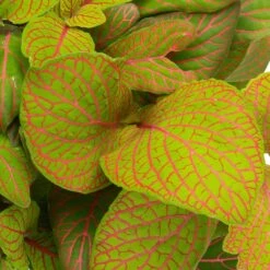 Grünpflanzen Trend-Mix Für Sonnig/halbschattige Standorte, Topf 12 Cm Ø 28 Grünpflanzen Trend-Mix Für Sonnig/halbschattige Standorte, Topf 12 Cm Ø -LECHUZA || Elho Verkaufsgeschäft 0220150063 3 1