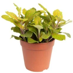 Grünpflanzen Trend-Mix Für Sonnig/halbschattige Standorte, Topf 12 Cm Ø 27 Grünpflanzen Trend-Mix Für Sonnig/halbschattige Standorte, Topf 12 Cm Ø -LECHUZA || Elho Verkaufsgeschäft 0220150063 4