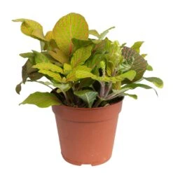 Grünpflanzen Trend-Mix Für Sonnig/halbschattige Standorte, Topf 12 Cm Ø 26 Grünpflanzen Trend-Mix Für Sonnig/halbschattige Standorte, Topf 12 Cm Ø -LECHUZA || Elho Verkaufsgeschäft 0220150063 5