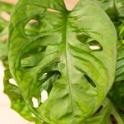 Grünpflanzen Trend-Mix Für Halbschattig/schattige Standorte, Topf 12 Cm Ø 24 Grünpflanzen Trend-Mix Für Halbschattig/schattige Standorte, Topf 12 Cm Ø -LECHUZA || Elho Verkaufsgeschäft 0220150063 6