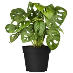 Grünpflanzen Trend-Mix Für Halbschattig/schattige Standorte, Topf 12 Cm Ø 23 Grünpflanzen Trend-Mix Für Halbschattig/schattige Standorte, Topf 12 Cm Ø -LECHUZA || Elho Verkaufsgeschäft 0220150063 7