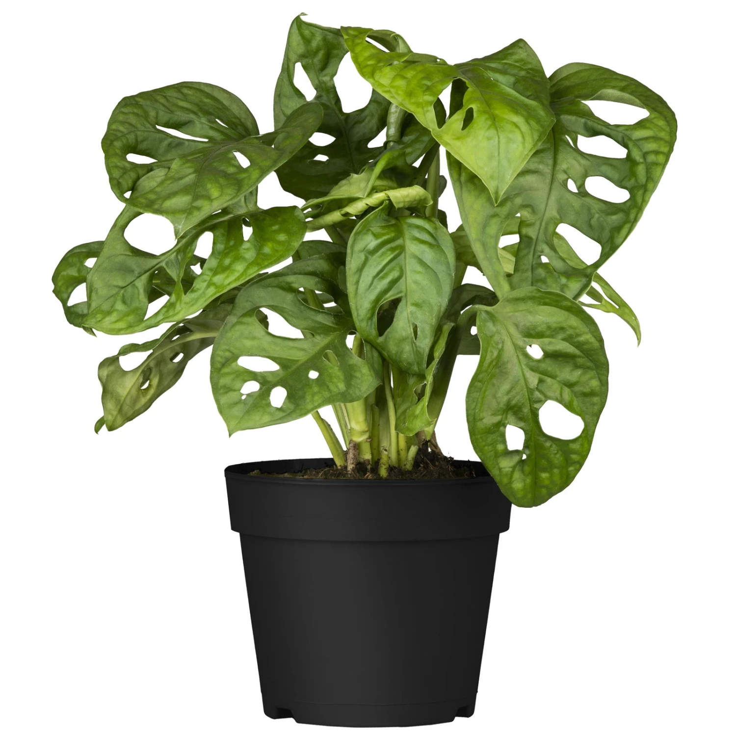 Grünpflanzen Trend-Mix Für Halbschattig/schattige Standorte, Topf 12 Cm Ø 11 Grünpflanzen Trend-Mix Für Halbschattig/schattige Standorte, Topf 12 Cm Ø – Bild 9