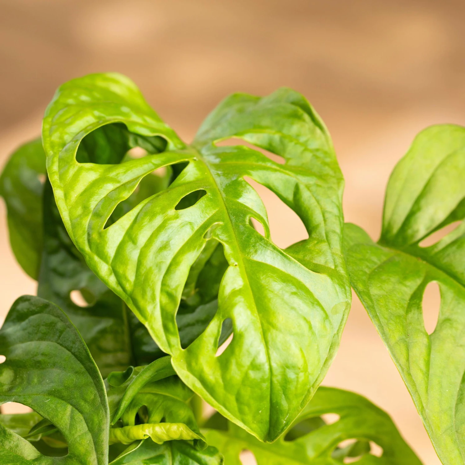 Grünpflanzen Trend-Mix Für Halbschattig/schattige Standorte, Topf 12 Cm Ø 13 Grünpflanzen Trend-Mix Für Halbschattig/schattige Standorte, Topf 12 Cm Ø – Bild 11