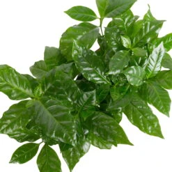 Grünpflanzen Trend-Mix Für Sonnig/halbschattige Standorte, Topf 12 Cm Ø 21 Grünpflanzen Trend-Mix Für Sonnig/halbschattige Standorte, Topf 12 Cm Ø -LECHUZA || Elho Verkaufsgeschäft 0220150064