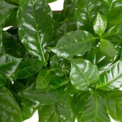 Grünpflanzen Trend-Mix Für Sonnig/halbschattige Standorte, Topf 12 Cm Ø 20 Grünpflanzen Trend-Mix Für Sonnig/halbschattige Standorte, Topf 12 Cm Ø -LECHUZA || Elho Verkaufsgeschäft 0220150064 1