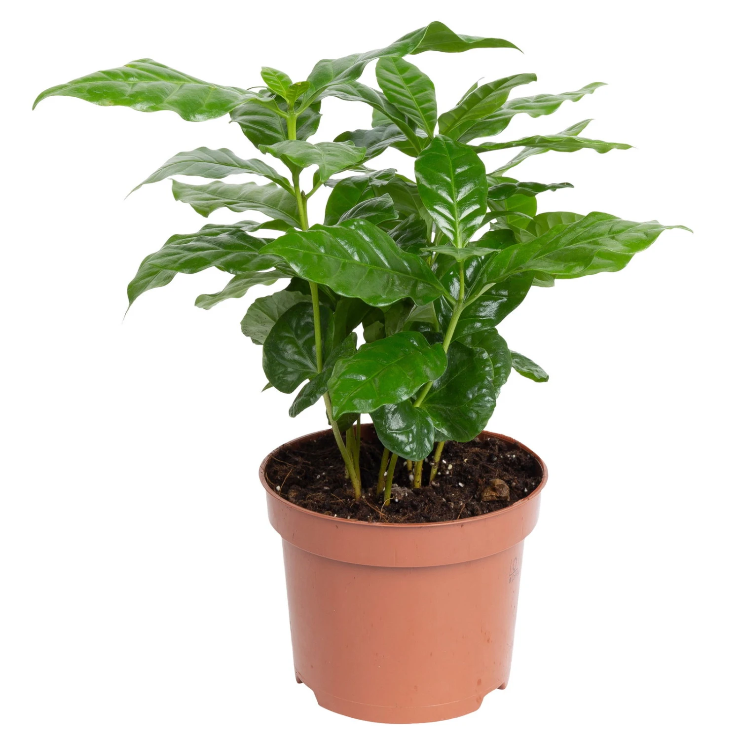 Grünpflanzen Trend-Mix Für Sonnig/halbschattige Standorte, Topf 12 Cm Ø 4 Grünpflanzen Trend-Mix Für Sonnig/halbschattige Standorte, Topf 12 Cm Ø – Bild 2