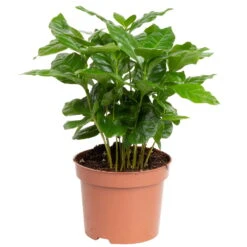 Grünpflanzen Trend-Mix Für Sonnig/halbschattige Standorte, Topf 12 Cm Ø 19 Grünpflanzen Trend-Mix Für Sonnig/halbschattige Standorte, Topf 12 Cm Ø -LECHUZA || Elho Verkaufsgeschäft 0220150064 2